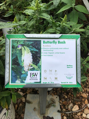 Pugster Pugster White Dwarf Butterfly Bush