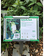 Pugster Pugster White Dwarf Butterfly Bush