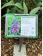 Butterfly Bush, Butterfly Bi-Color