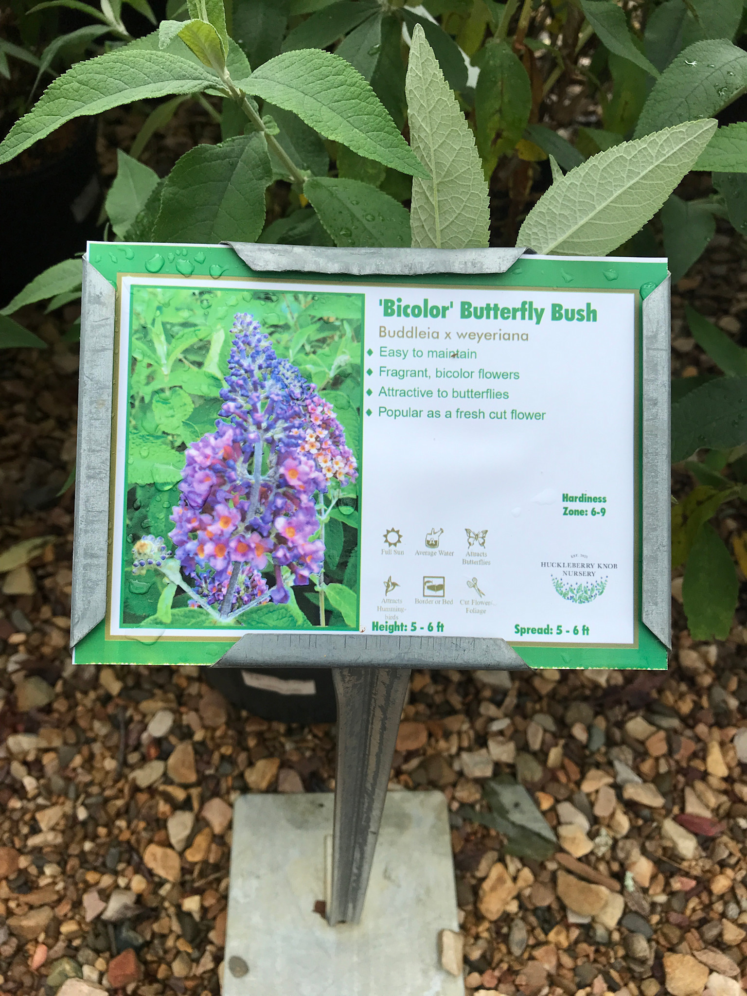 Butterfly Bush, Butterfly Bi-Color
