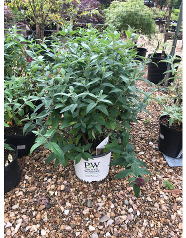 Proven Winner Buddleia x 'Miss Molly' Butterfly Bush PP23425 PW® CC® 3G