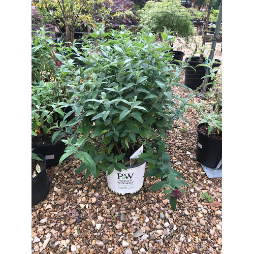 Proven Winner Butterfly Bush, Buddleia x 'Miss Molly' 3G