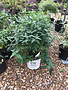 Proven Winner Butterfly Bush, Buddleia x 'Miss Molly' 3G