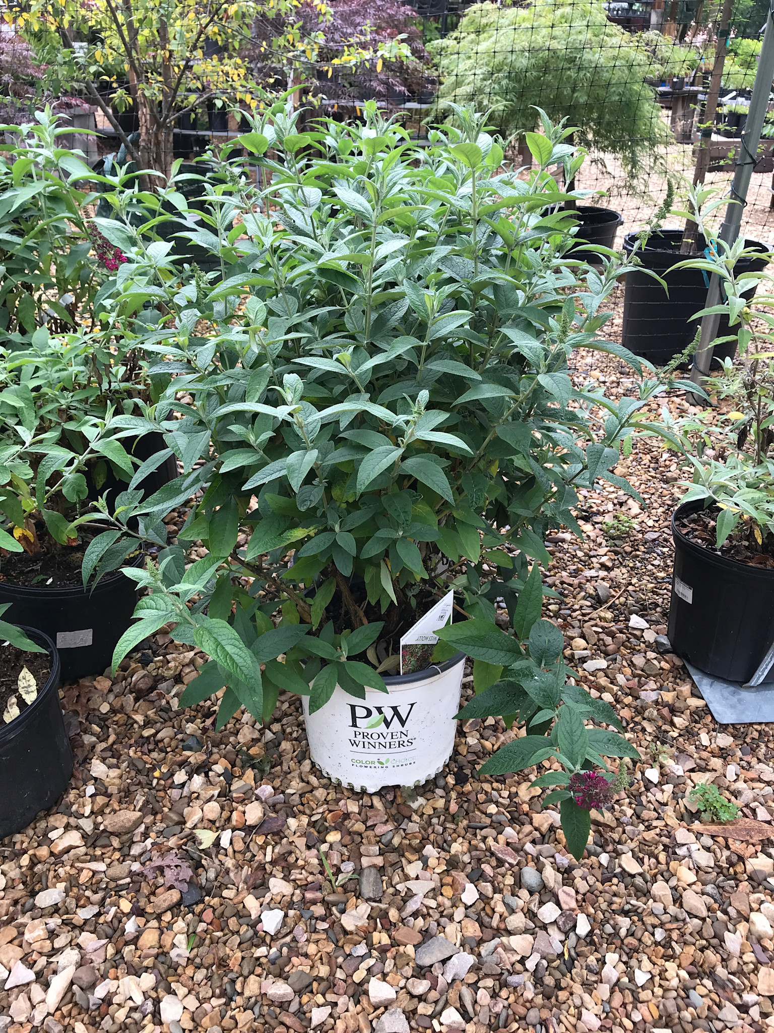 Proven Winner Buddleia x 'Miss Molly' Butterfly Bush PP23425 PW® CC® 3G