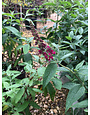 Proven Winner Buddleia x 'Miss Molly' Butterfly Bush PP23425 PW® CC® 3G