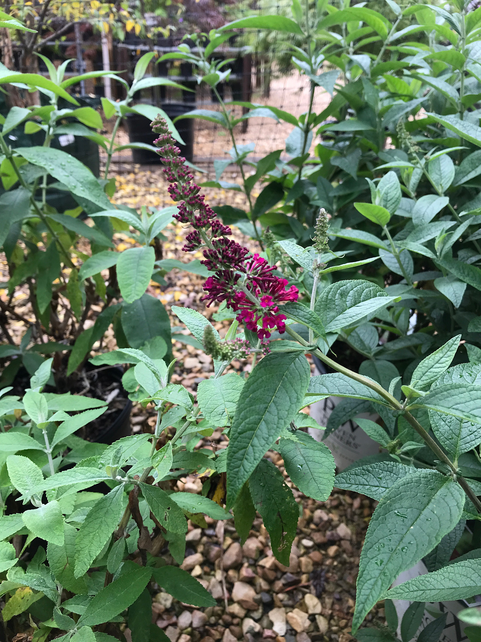 Proven Winner Buddleia x 'Miss Molly' Butterfly Bush PP23425 PW® CC® 3G