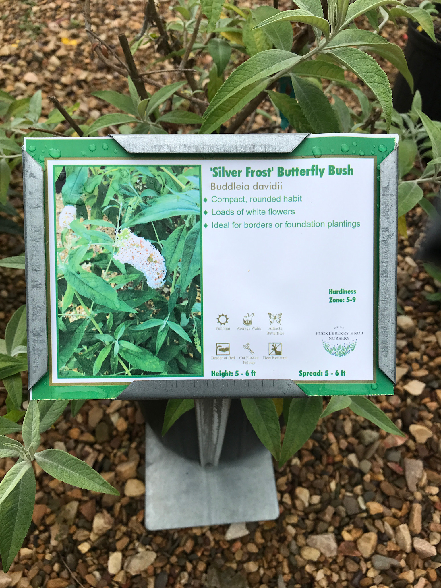 Butterfly Bush, Buddleia davidii 'Silver Frost' 3G