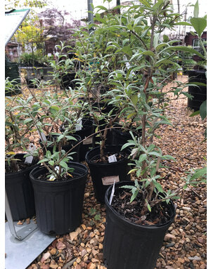 Butterfly Bush, Buddleia davidii 'Pink Delight' 1G