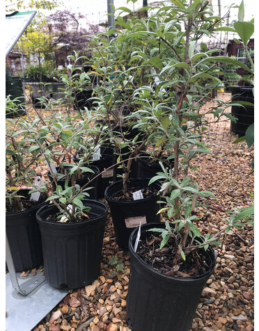 Butterfly Bush- 'Pink Delight' 1G