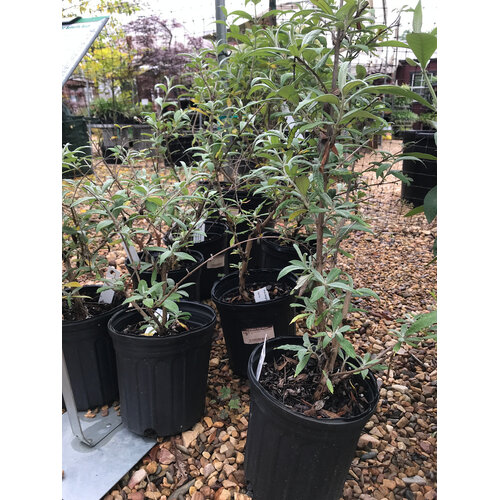 Butterfly Bush, Buddleia davidii 'Pink Delight' 1G