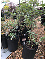 Butterfly Bush- 'Pink Delight' 1G