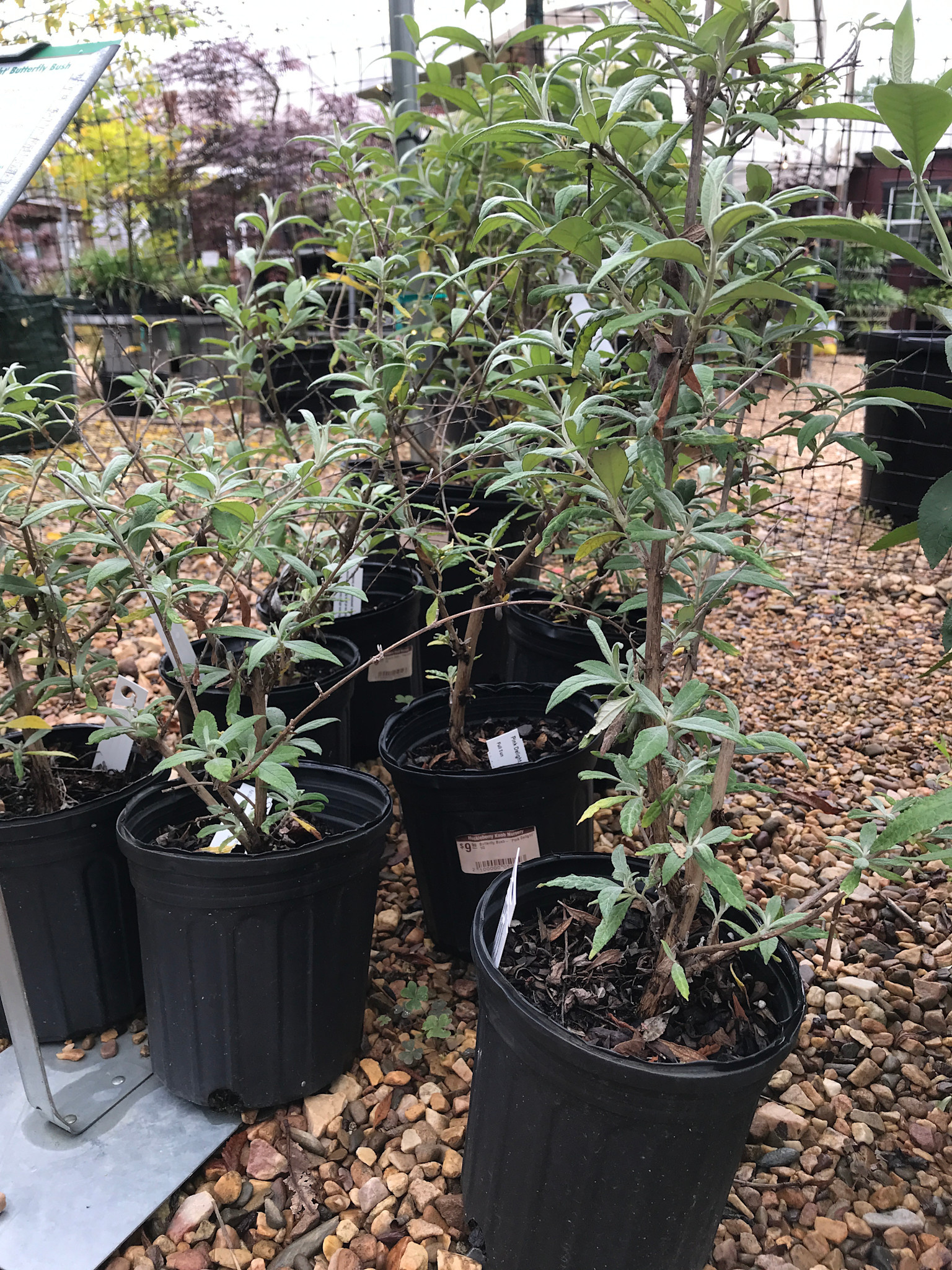 Butterfly Bush- 'Pink Delight' 1G