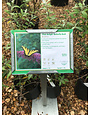 Butterfly Bush- 'Pink Delight' 1G