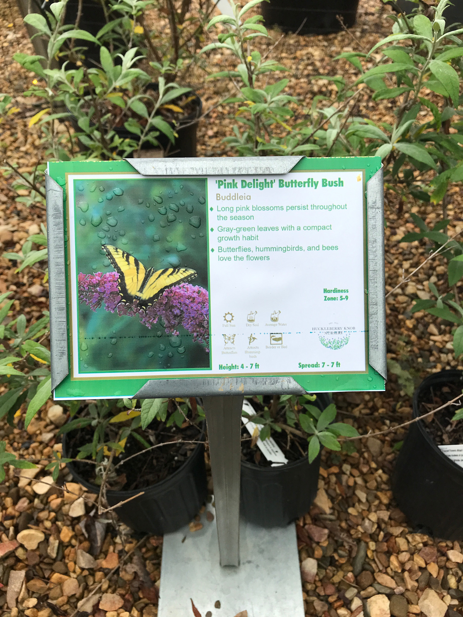 Butterfly Bush, Buddleia davidii 'Pink Delight' 1G
