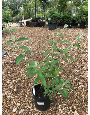 Butterfly Bush, Buddleia x weyeriana ‘Honeycomb’ 1G