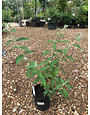 Butterfly Bush- 'Honeycomb' 1G