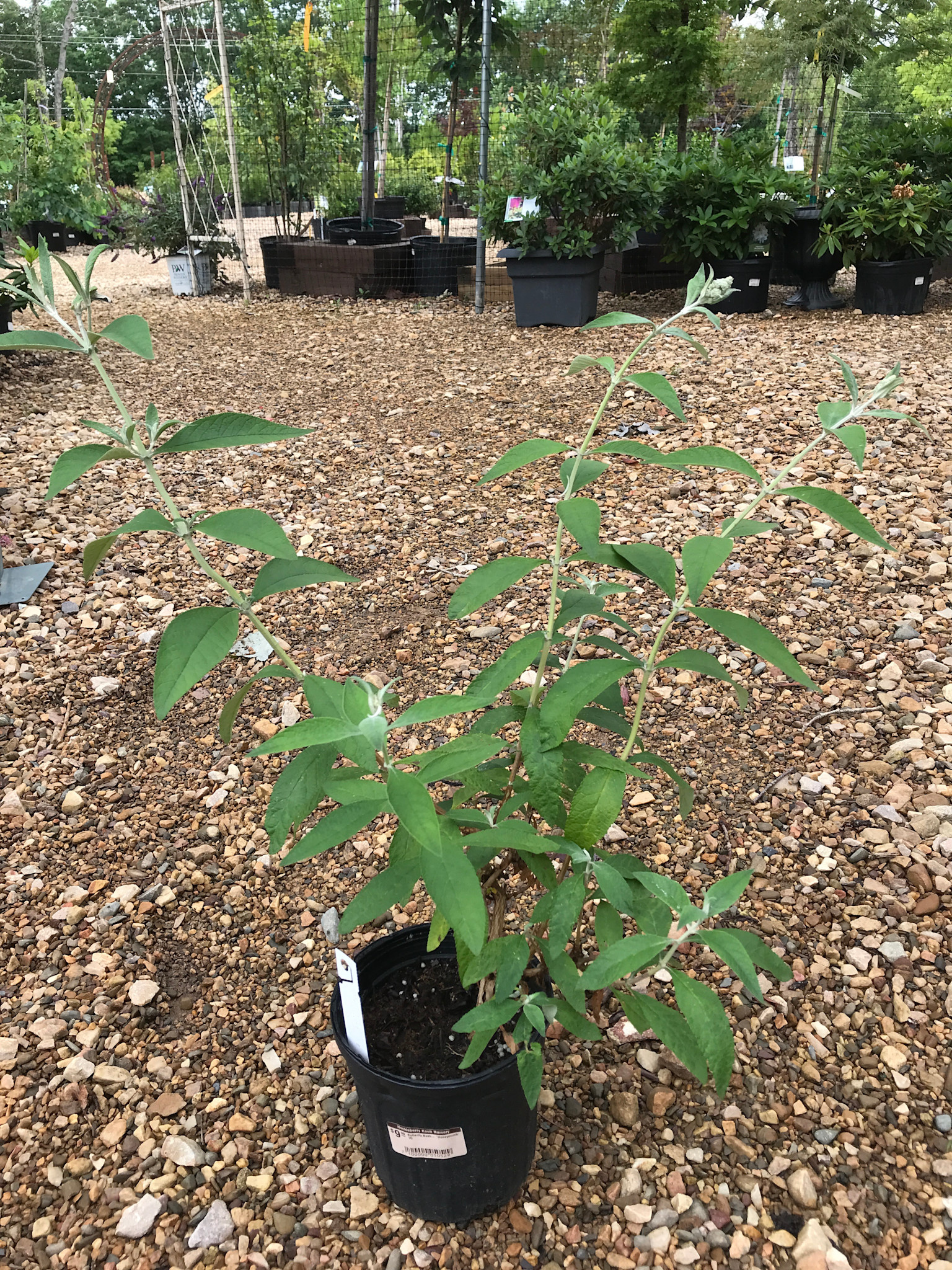 Butterfly Bush, Buddleia x weyeriana ‘Honeycomb’ 1G