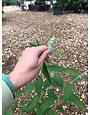 Butterfly Bush- 'Honeycomb' 1G