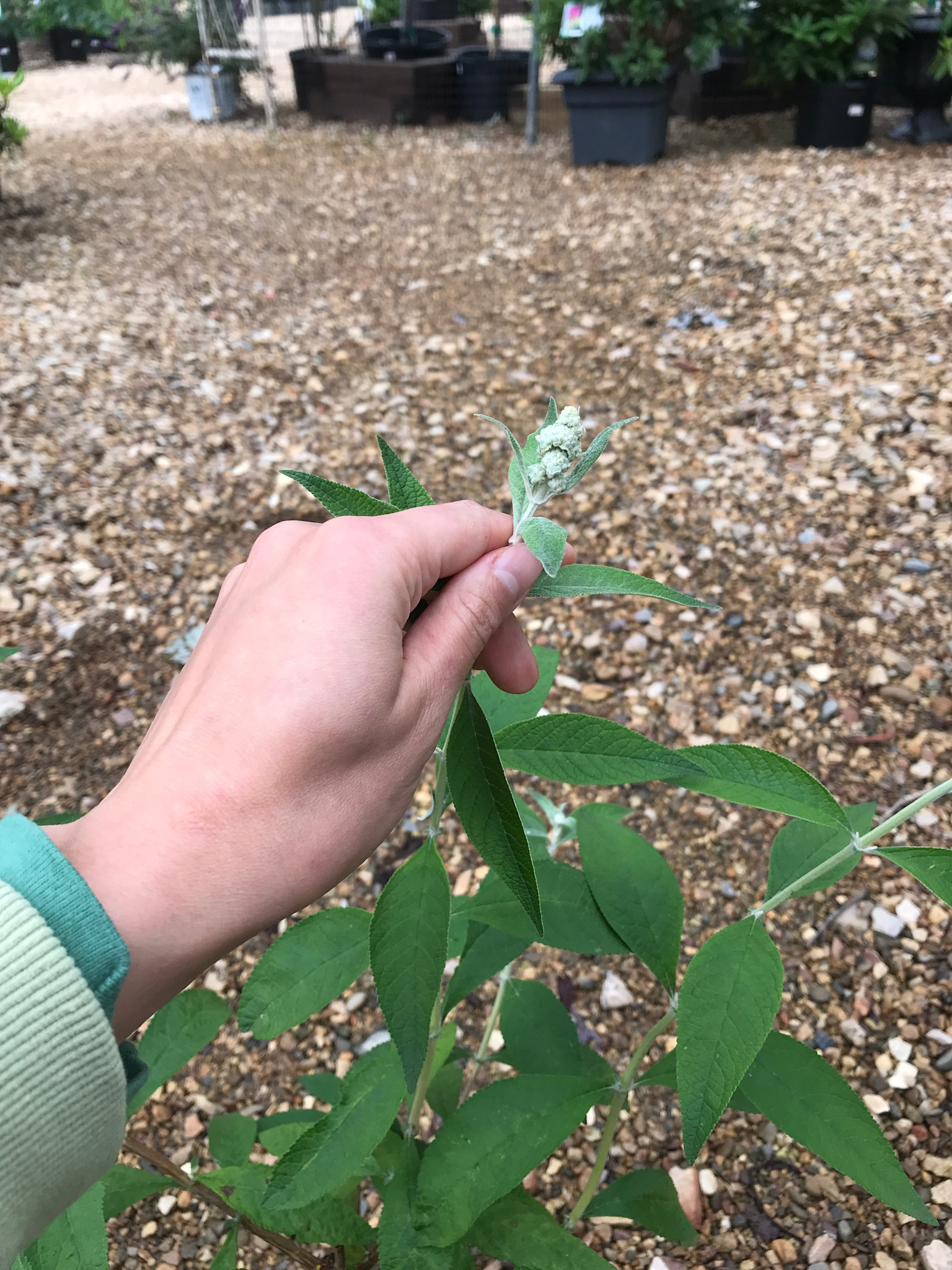 Butterfly Bush, Buddleia x weyeriana ‘Honeycomb’ 1G