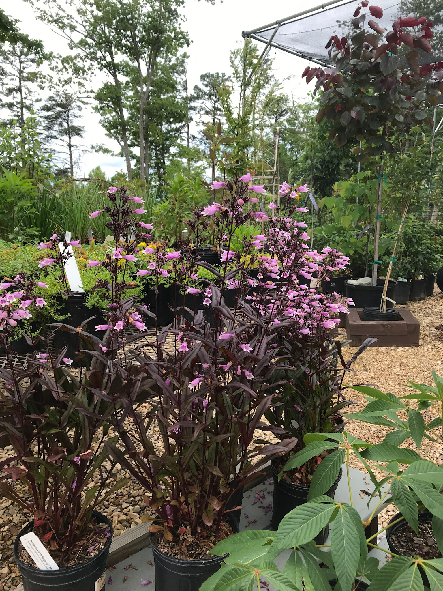 Penstemon Dakota Burgundy PP3056 1G