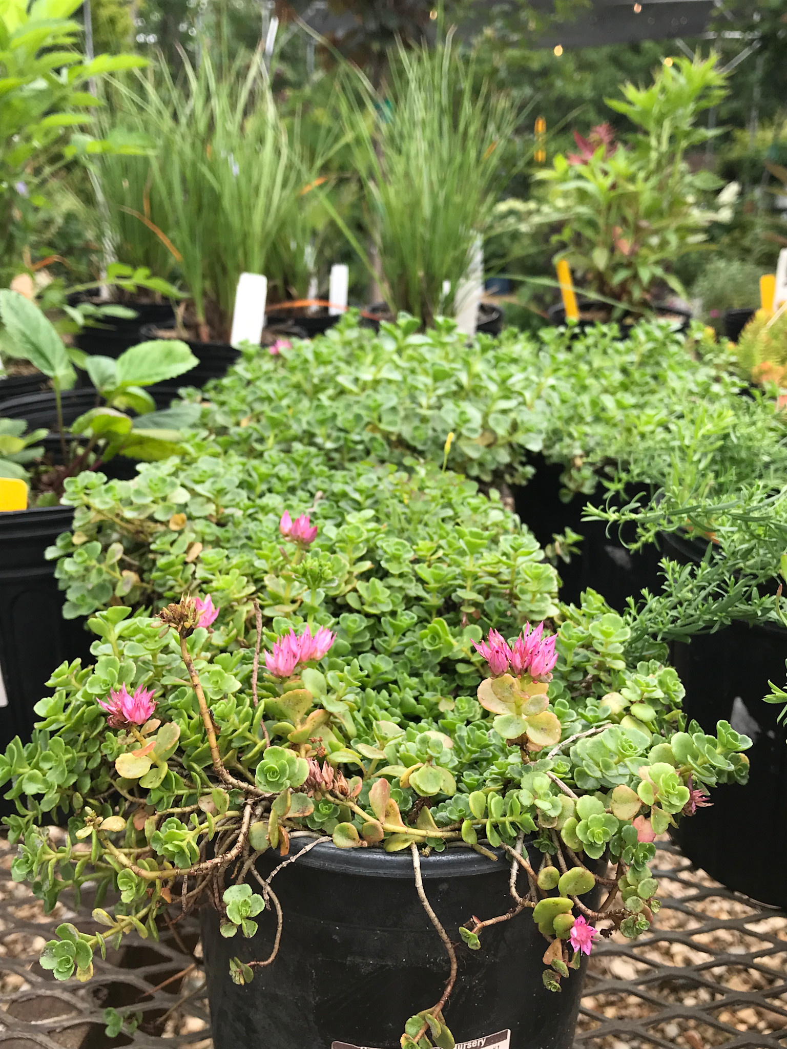 John Creech Stonecrop -- Sedum spurium 'John Creech'