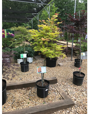 Japanese Maple, Acer shirasawanum 'Moonrise™' 5G
