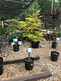 Maple, Japanese, Acer shirasawanum 'Moonrise™' 5G