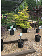 Maple, Japanese, Acer shirasawanum 'Moonrise™' 5G