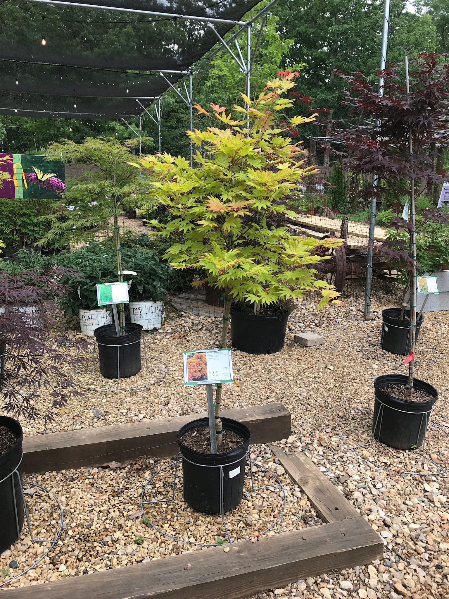 Maple, Japanese, Acer shirasawanum 'Moonrise™' 5G