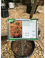 Maple, Japanese, Acer shirasawanum 'Moonrise™' 5G