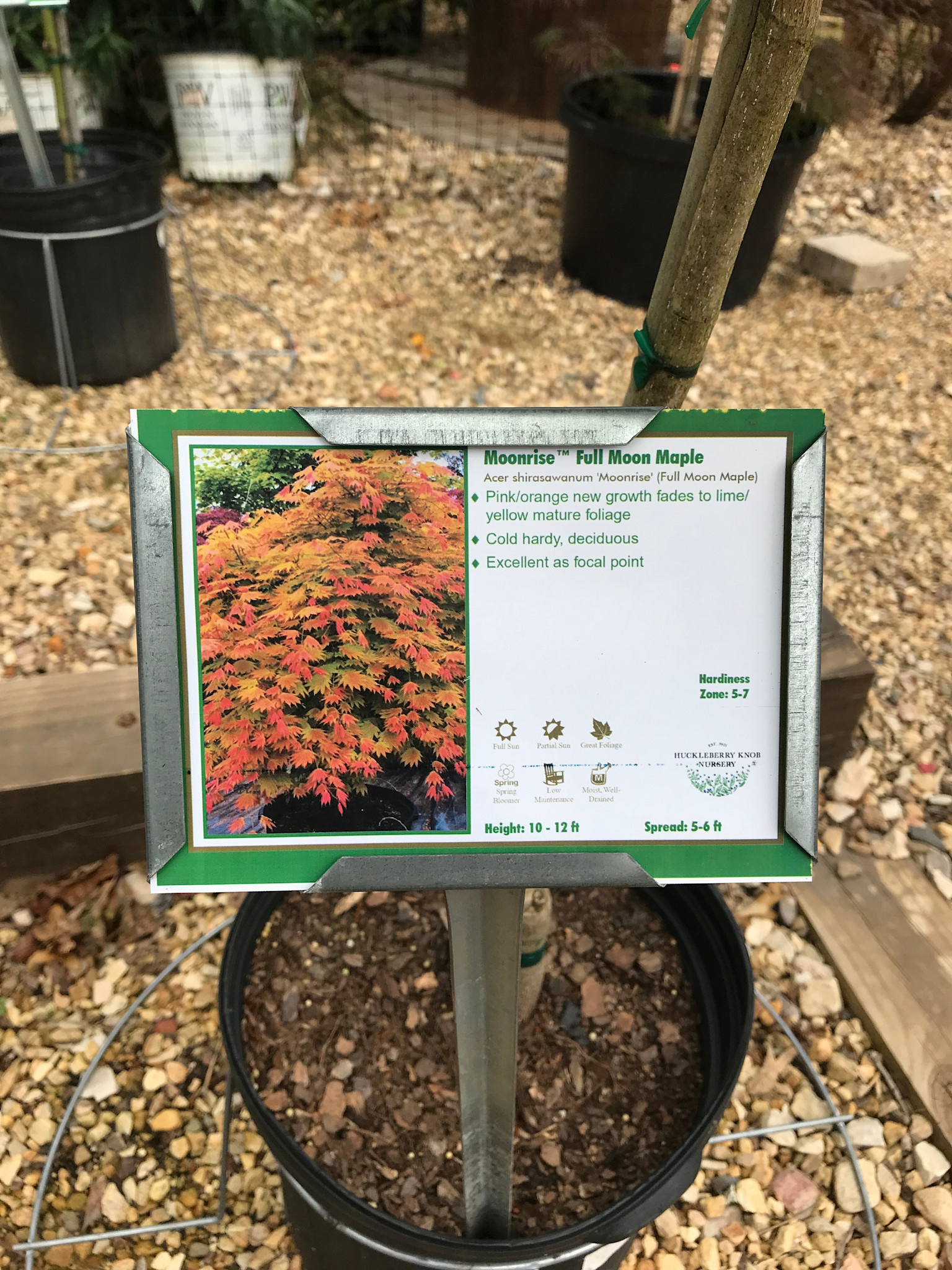 Acer shirasawanum Moonrise™ Japanese Maple 5G