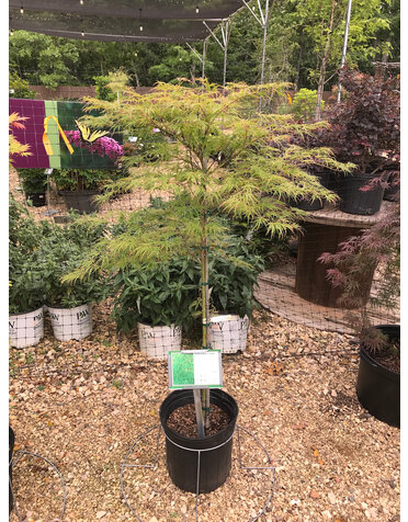 Acer Palmatum Viridis Japanese Maple 5G