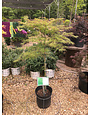 Maple, Japanese, Acer palmatum 'Viridis' 5G