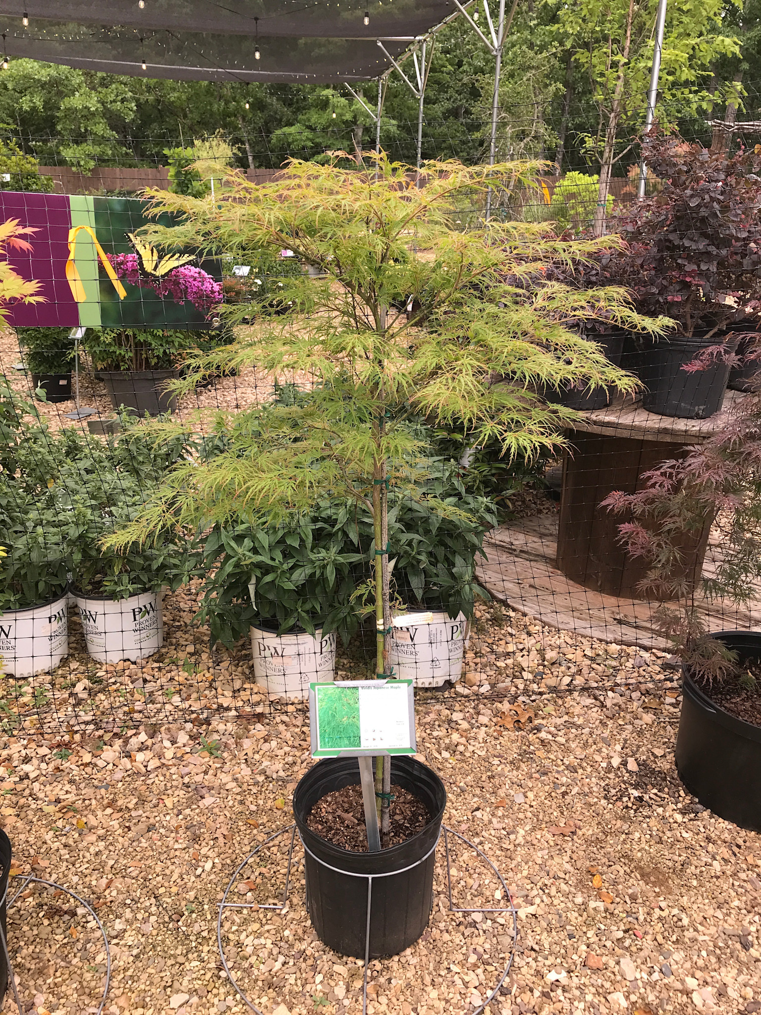 Acer Palmatum Viridis Japanese Maple 5G