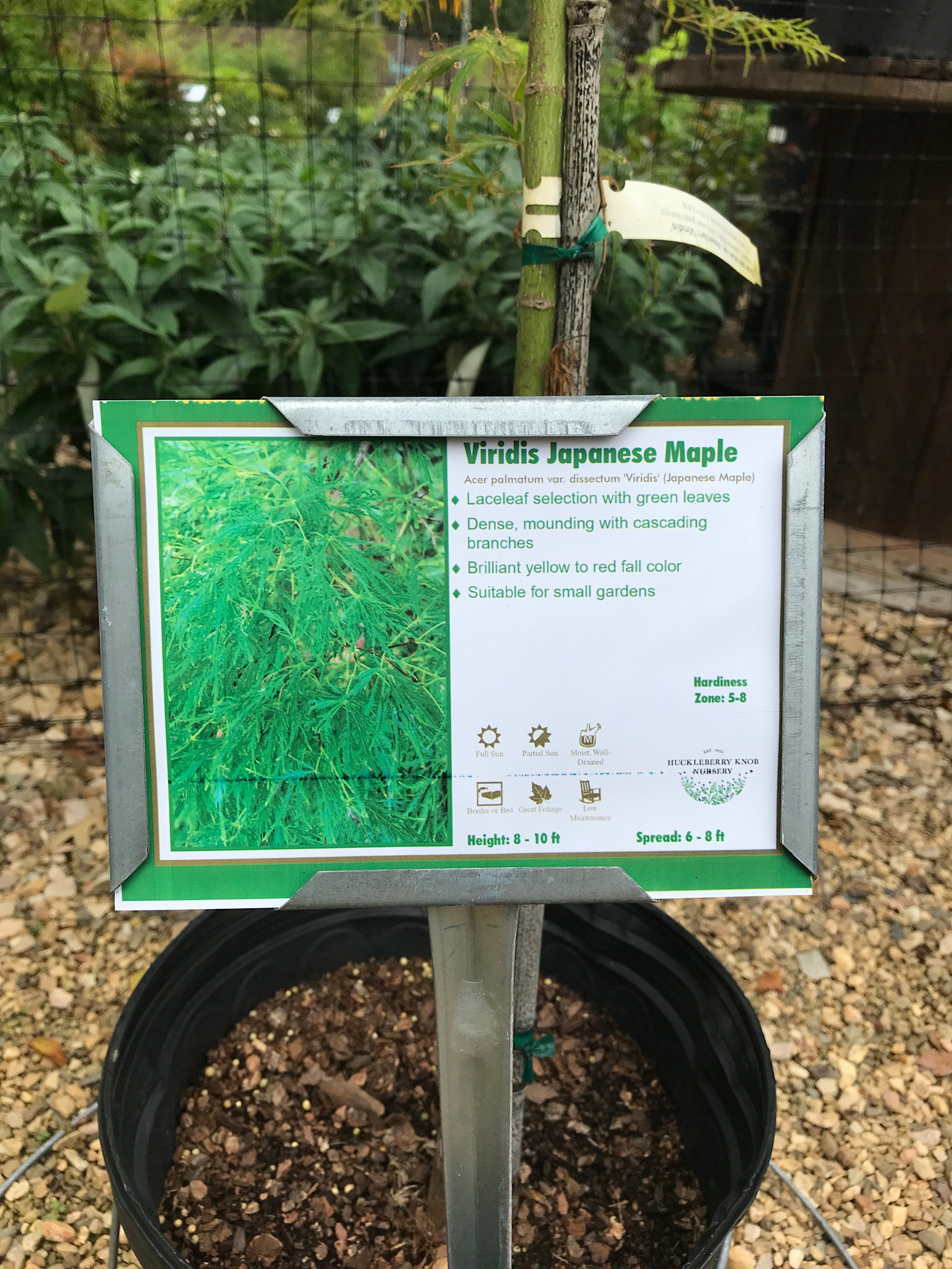 Maple, Japanese, Acer palmatum 'Viridis' 5G