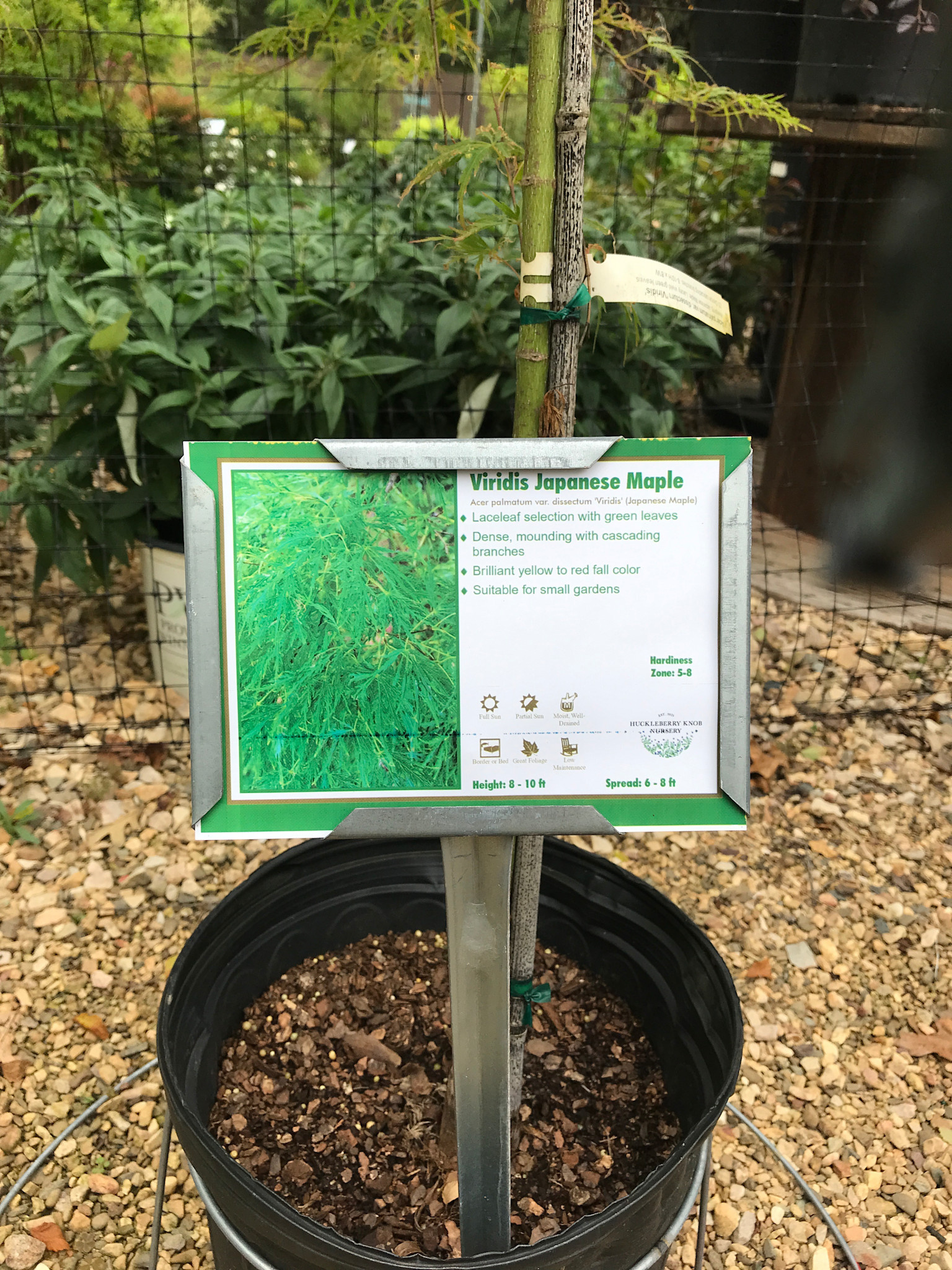 Japanese Maple, Acer Palmatum 'Viridis' 5G