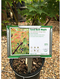 Acer palmatum 'Sango Kaku'  Coral Bark 5G