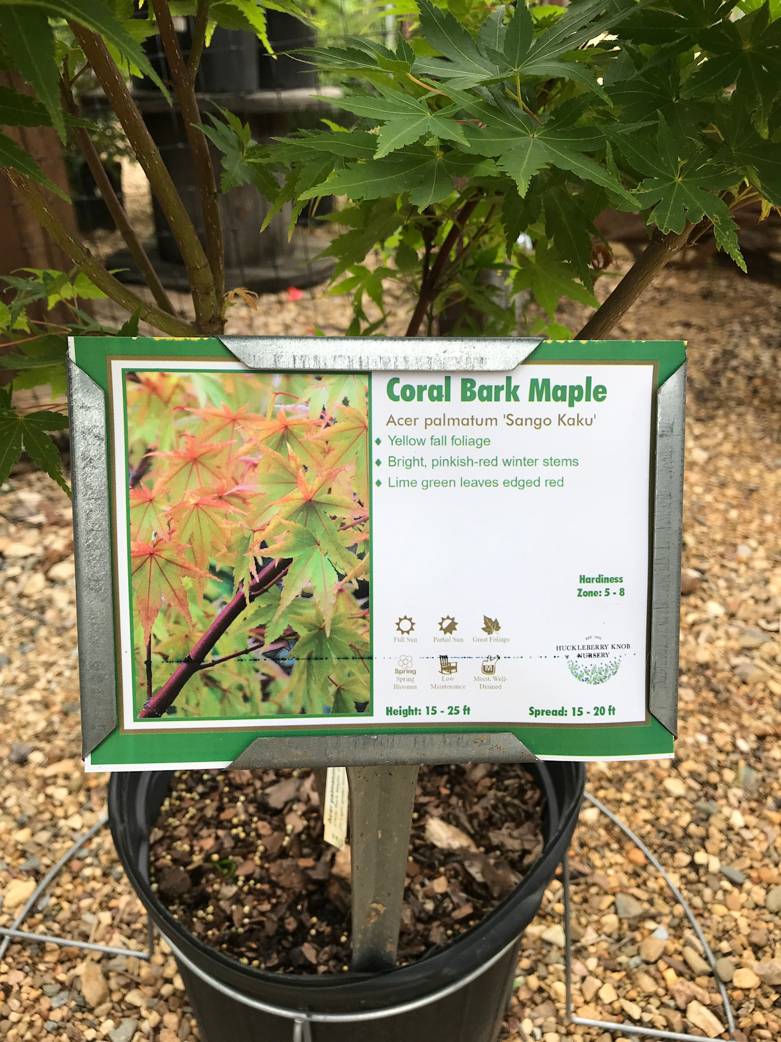 Acer palmatum 'Sango Kaku'  Coral Bark 5G
