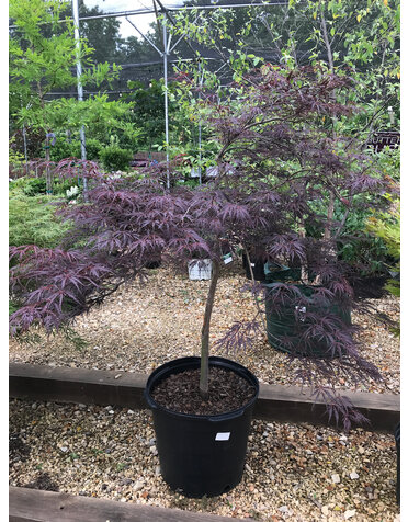 Maple, Japanese, Acer palmatum var. dissectum 'Tamukeyama' 15G