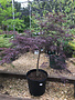 Maple, Japanese, Acer palmatum var. dissectum 'Tamukeyama' 15G