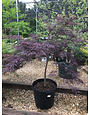 Maple, Japanese, Acer palmatum var. dissectum 'Tamukeyama' 15G
