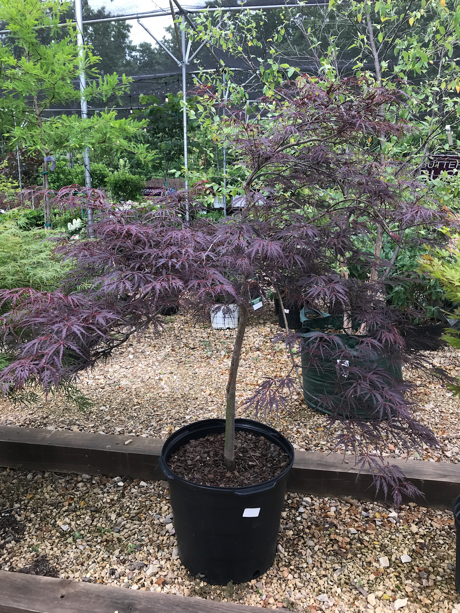 Japanese Maple, Acer palmatum var. dissectum 'Tamukeyama' 15G