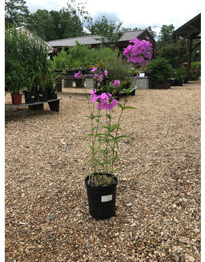 Phlox x 'Fashionably Early Flamingo'  1G