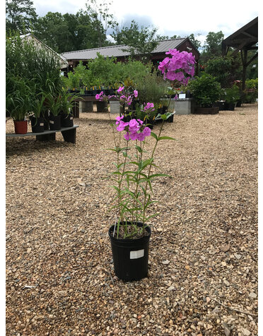 Phlox x 'Fashionably Early Flamingo'  1G