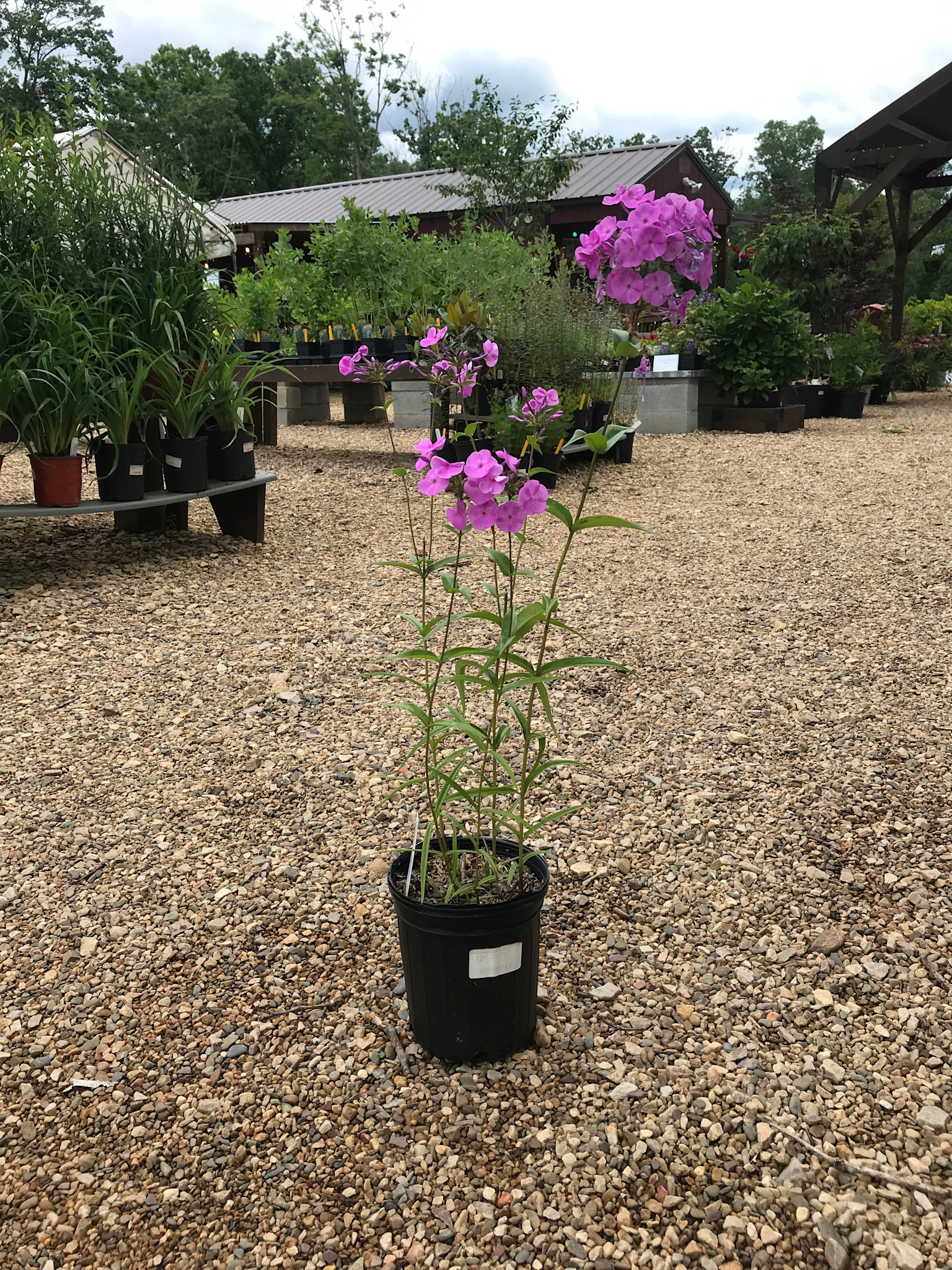Phlox x 'Fashionably Early Flamingo'  1G