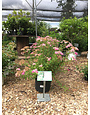 Shirobana Spirea