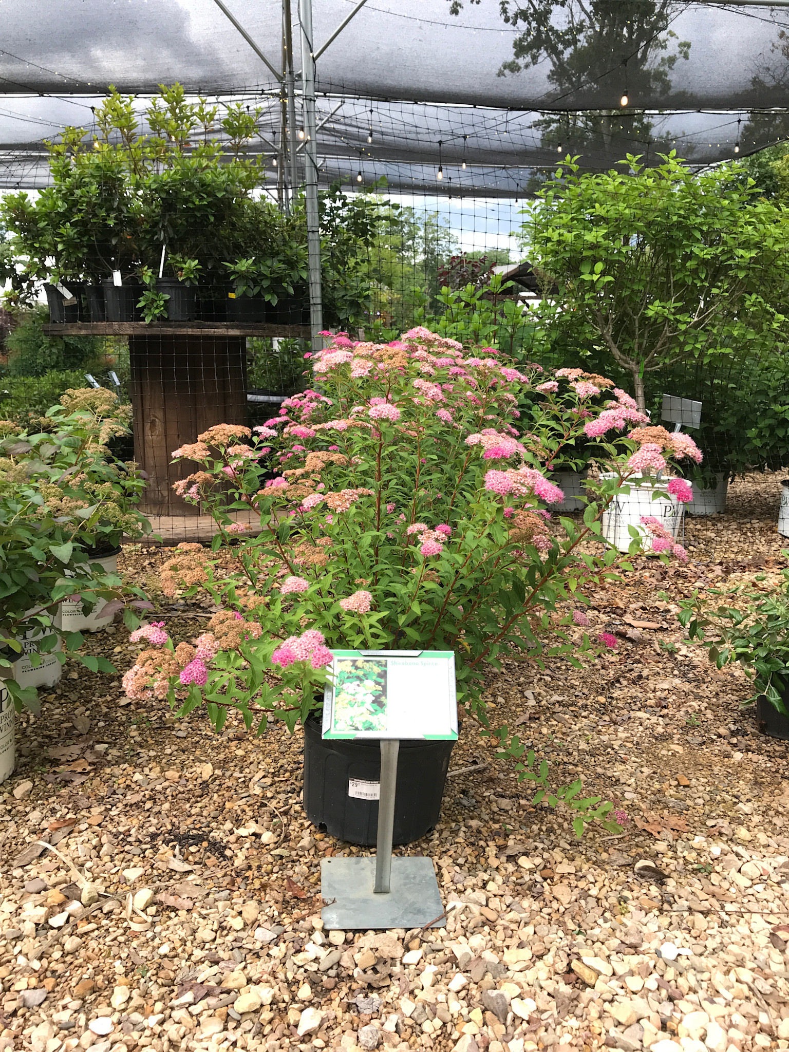 Shirobana Spirea