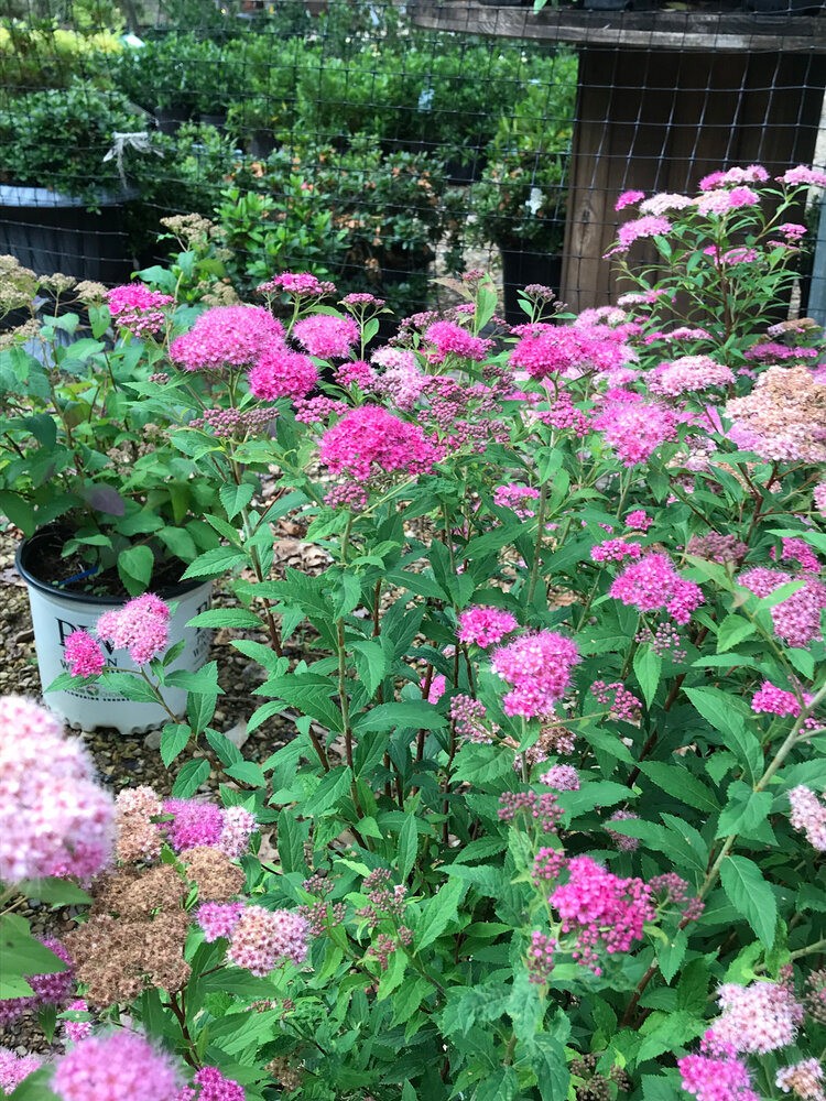 Shirobana Spirea