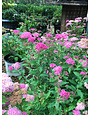 Shirobana Spirea