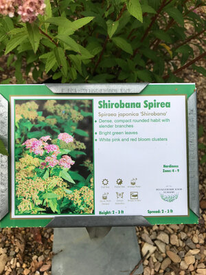Shirobana Spirea